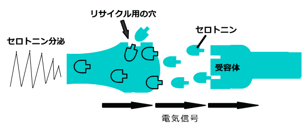 セロトニン神経