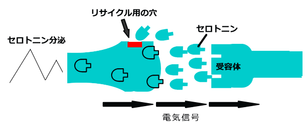 セロトニン神経2